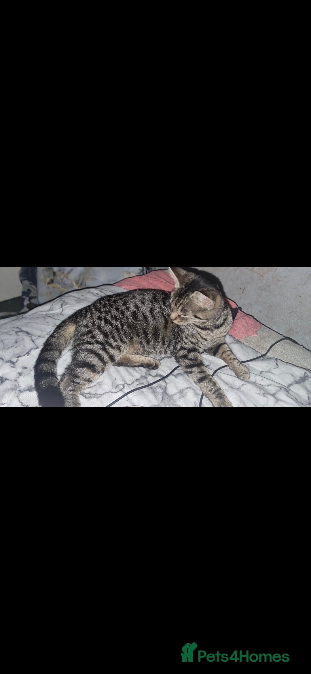 Mixed Breed cats for sale: Cat for free - Advert 4