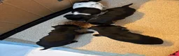 Mixed Breed dogs for sale: Jack Russell Cross Puppies  - Advert 10