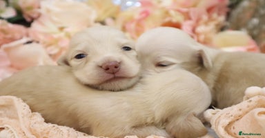 Miniature Dachshund dogs - Advert 7