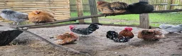 Mixed Breed poultry for sale: 'Mini Mix' x6 Hatching Eggs  in Sevenoaks - Advert 2