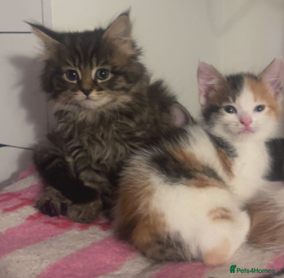 Mixed Breed cats for sale: Gorgeous kittens  - Advert 1