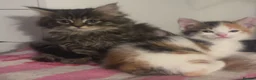Mixed Breed cats for sale: Gorgeous kittens  - Advert 1