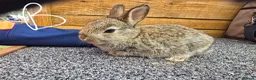 Mixed Breed rabbits for sale: Mixed breed rabbits  in Middlesbrough - Advert 6