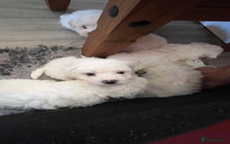 Bichon Frise dogs for sale: Bichon frise - Image 4