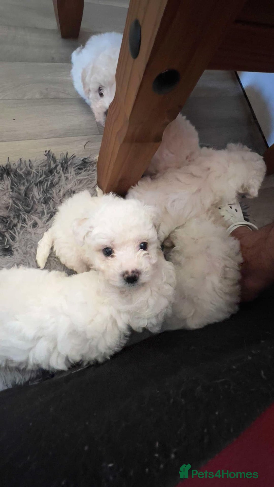Bichon Frise dogs for sale: Bichon frise - Image 4