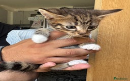 Mixed Breed cats for sale: European shorthair tabby cross kittens available.  - Image 6