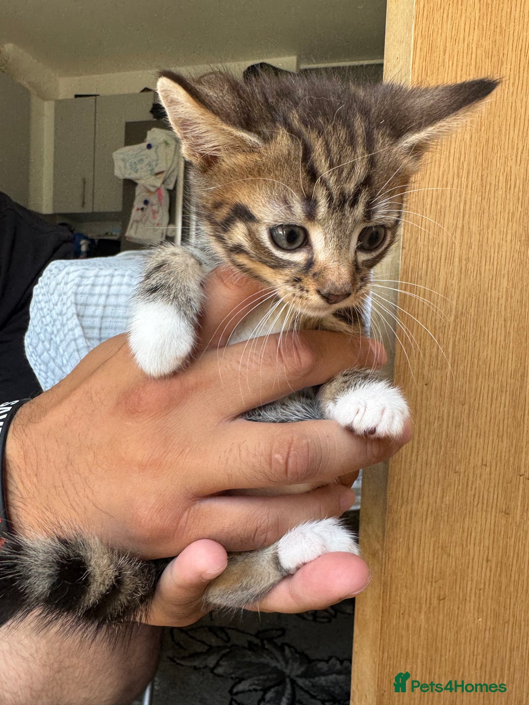 Mixed Breed cats for sale: European shorthair tabby cross kittens available.  - Image 6