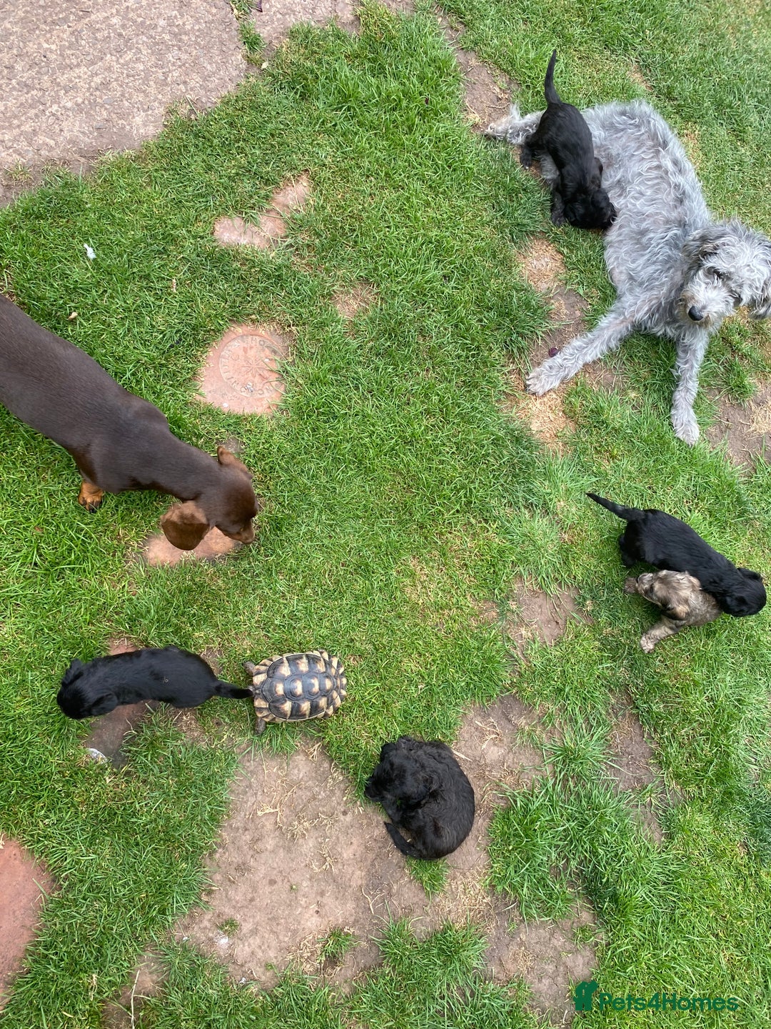Mixed Breed dogs for sale: Bedlington Terrier X Whippet Puppies ⭐️ - Image 17