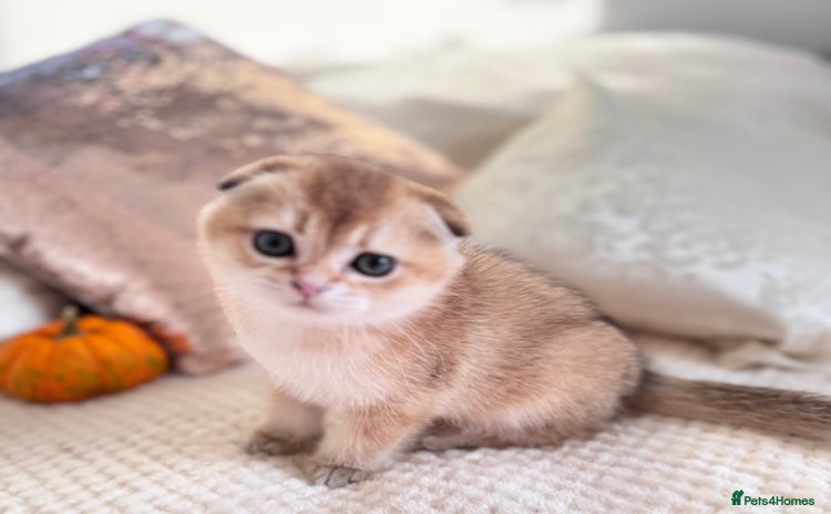 Scottish Fold cats - Advert 11