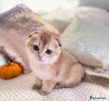Scottish Fold cats - Advert 3