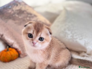 Scottish Fold cats - Advert 6