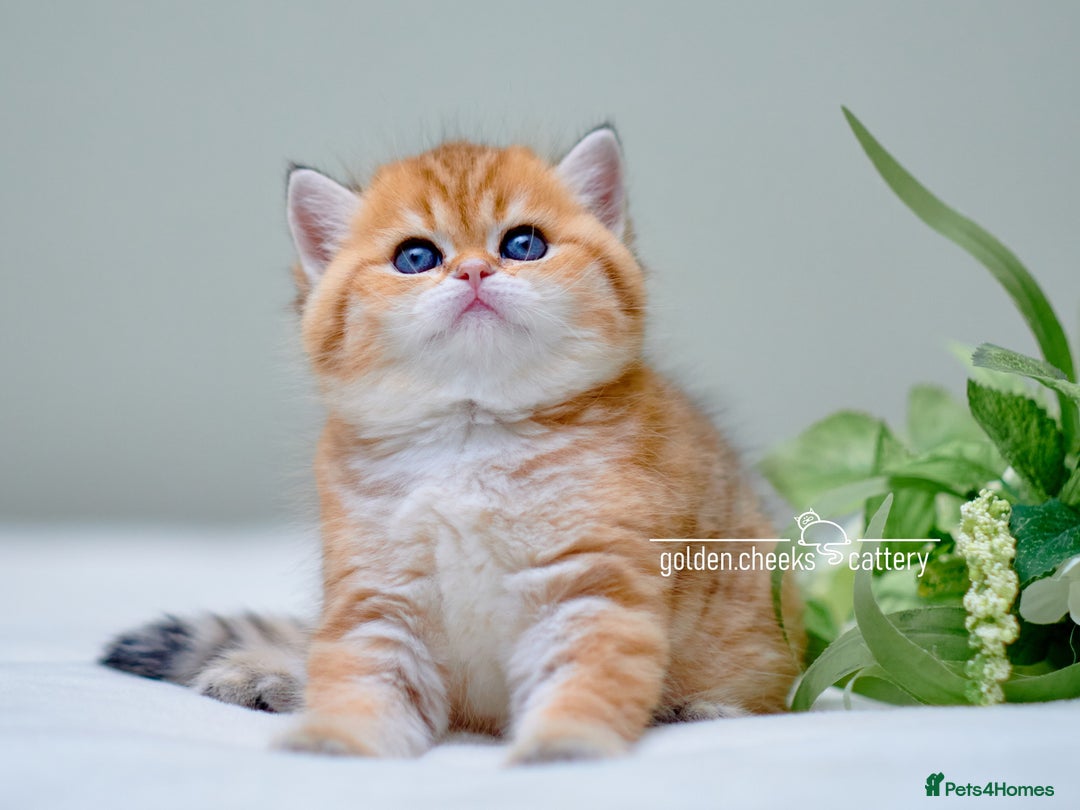 British Shorthair cats for sale: Show Quality Golden Shaded Kittens - Image 5