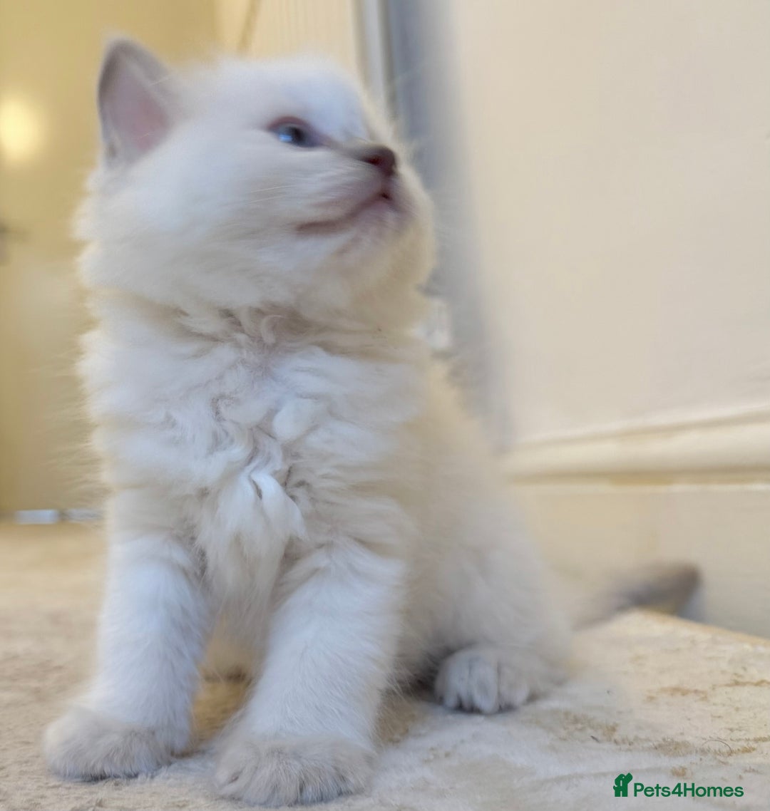 Ragdoll cats for sale: BLUE POINT RAGDOLL KITTEN - Advert 2