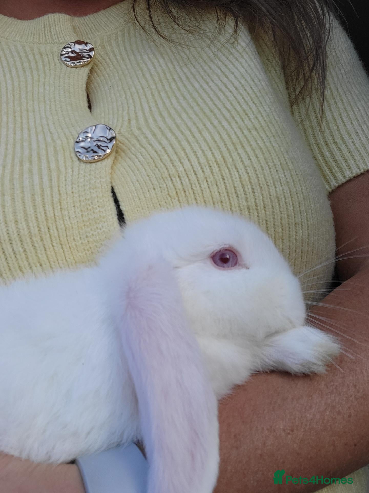 Mini Lop rabbits Mini Lop Bunnies ready for Leave female remaining  - Advert 1