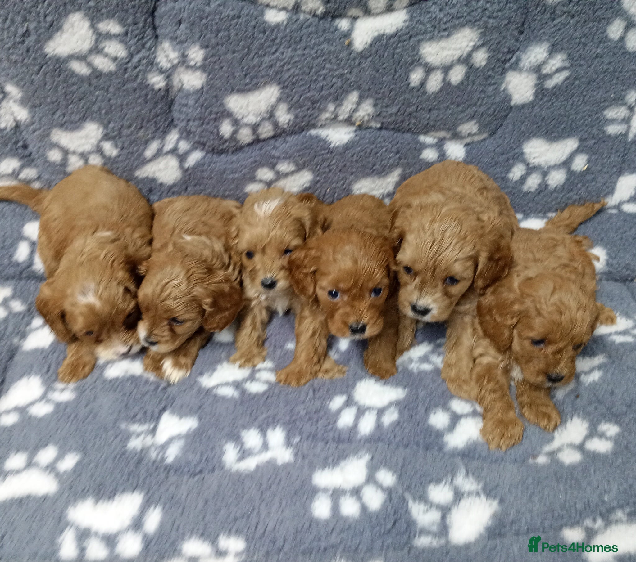 Cavapoo dogs Cavapoo puppies  - Advert 1