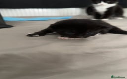 Mixed Breed cats for sale: 3 beautiful kittens available  - Image 5