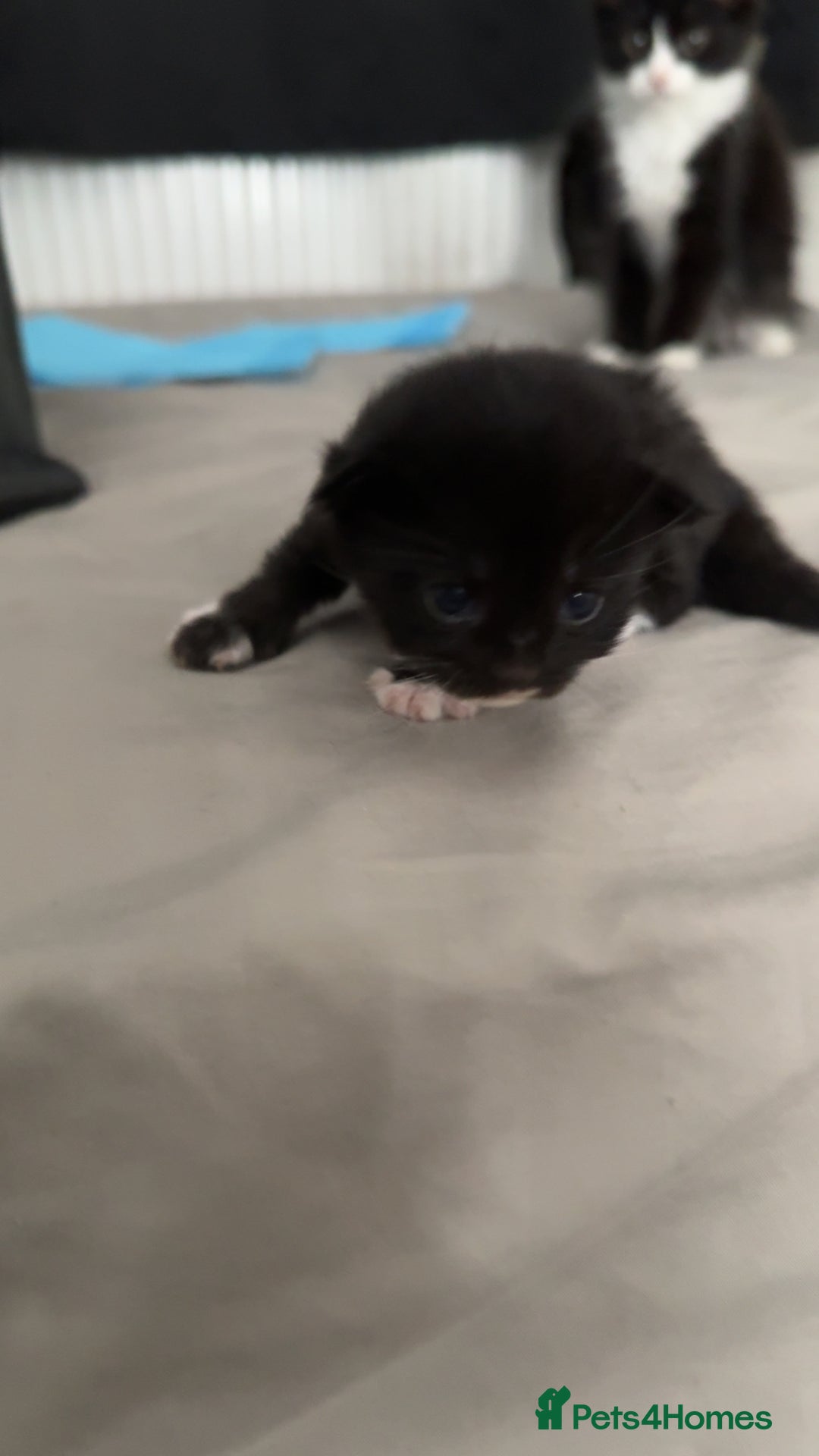 Mixed Breed cats for sale: 3 beautiful kittens available  - Image 5