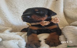 Dobermann dogs for sale: Exceptional Doberman - Image 5