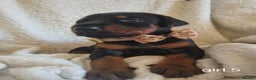 Dobermann dogs for sale: Exceptional Doberman - Advert 27