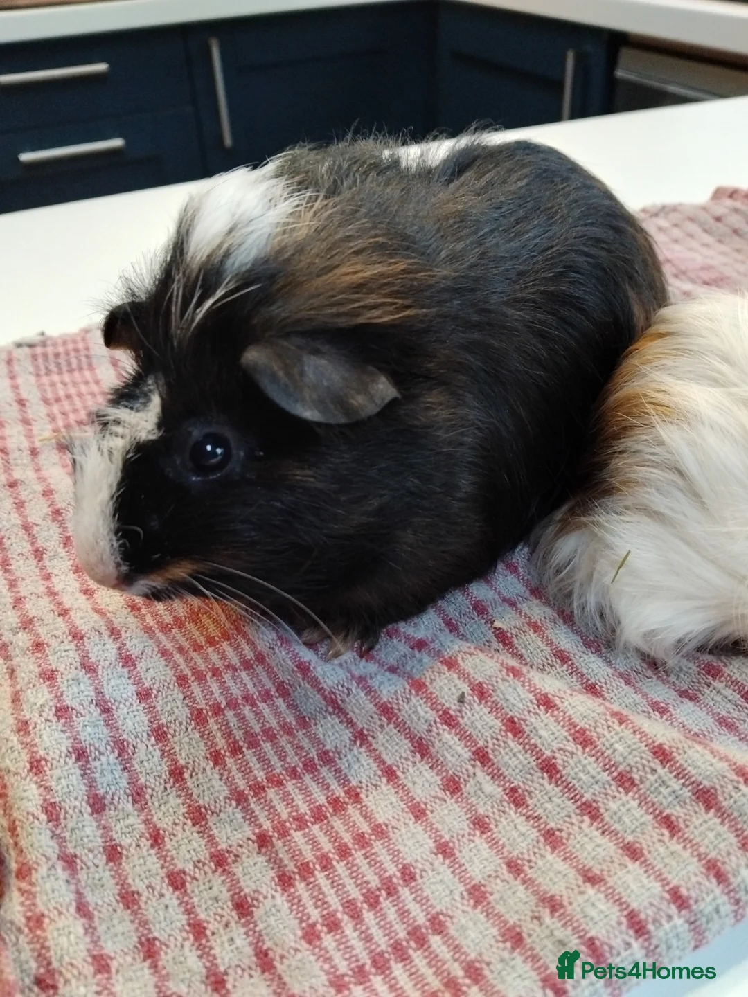 Guinea Pig rodents for sale: Baby guinea pigs x4 - Advert 2