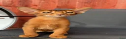 Abyssinian cats for sale: Beautiful Fawn Abyssinian Girl 🤍❤️ GCCF  - Advert 14