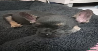 French Bulldog dogs - Advert 10