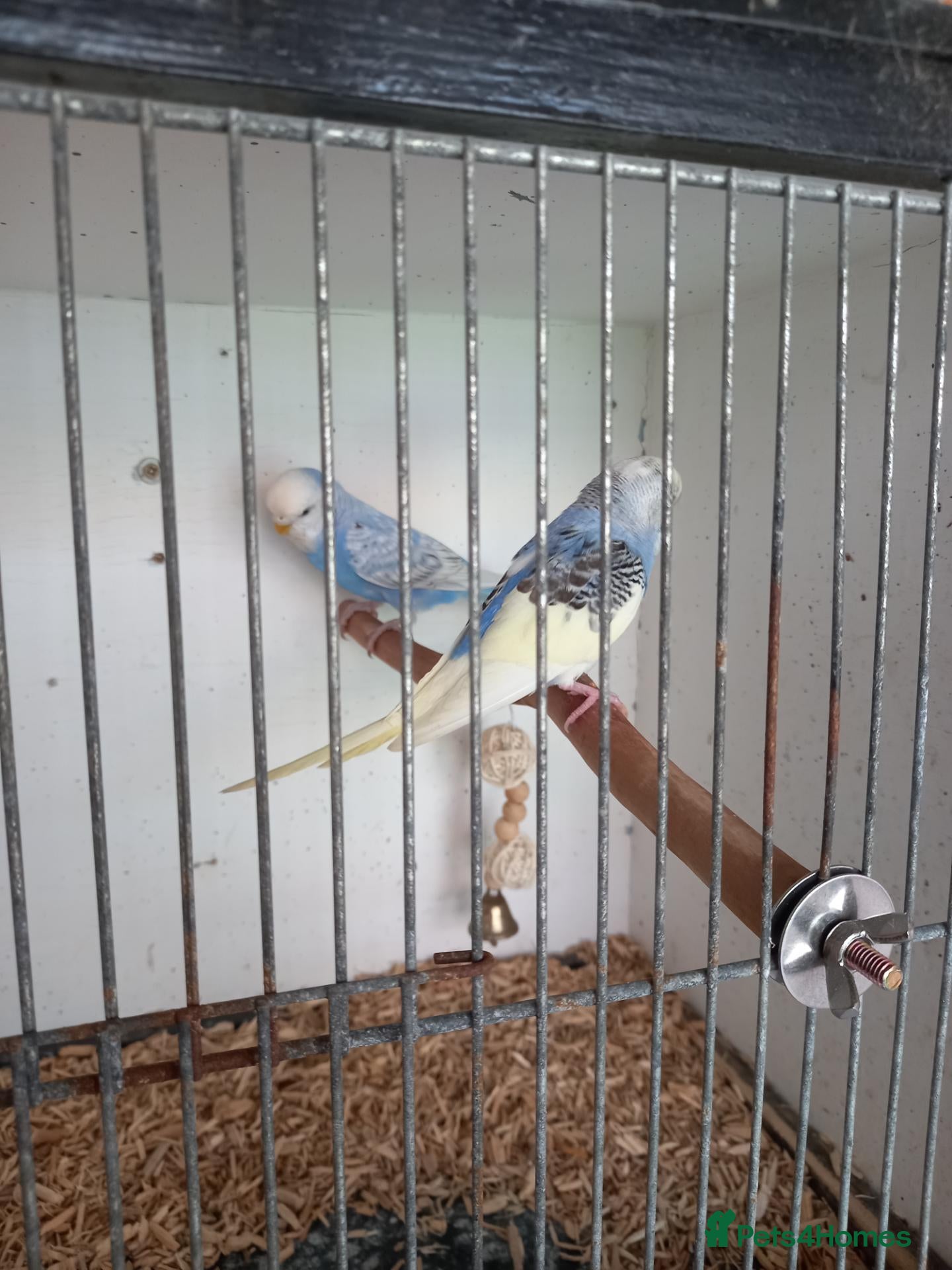 Budgerigars birds Young budgies for sale. £25 each - Advert 21