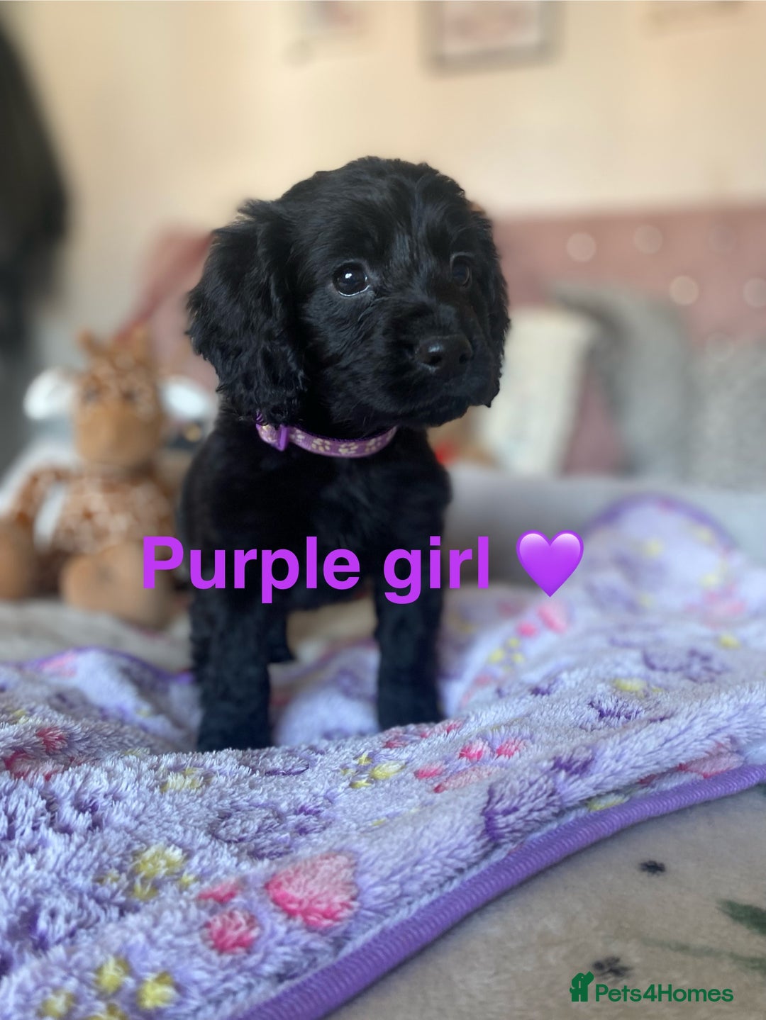 Cockapoo dogs for sale: Cockapoo puppies 💜 - Advert 4