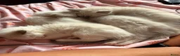Ragdoll cats for sale: GCCF registered ragdoll kittens ready nxt weekend  in Dagenham - Advert 7