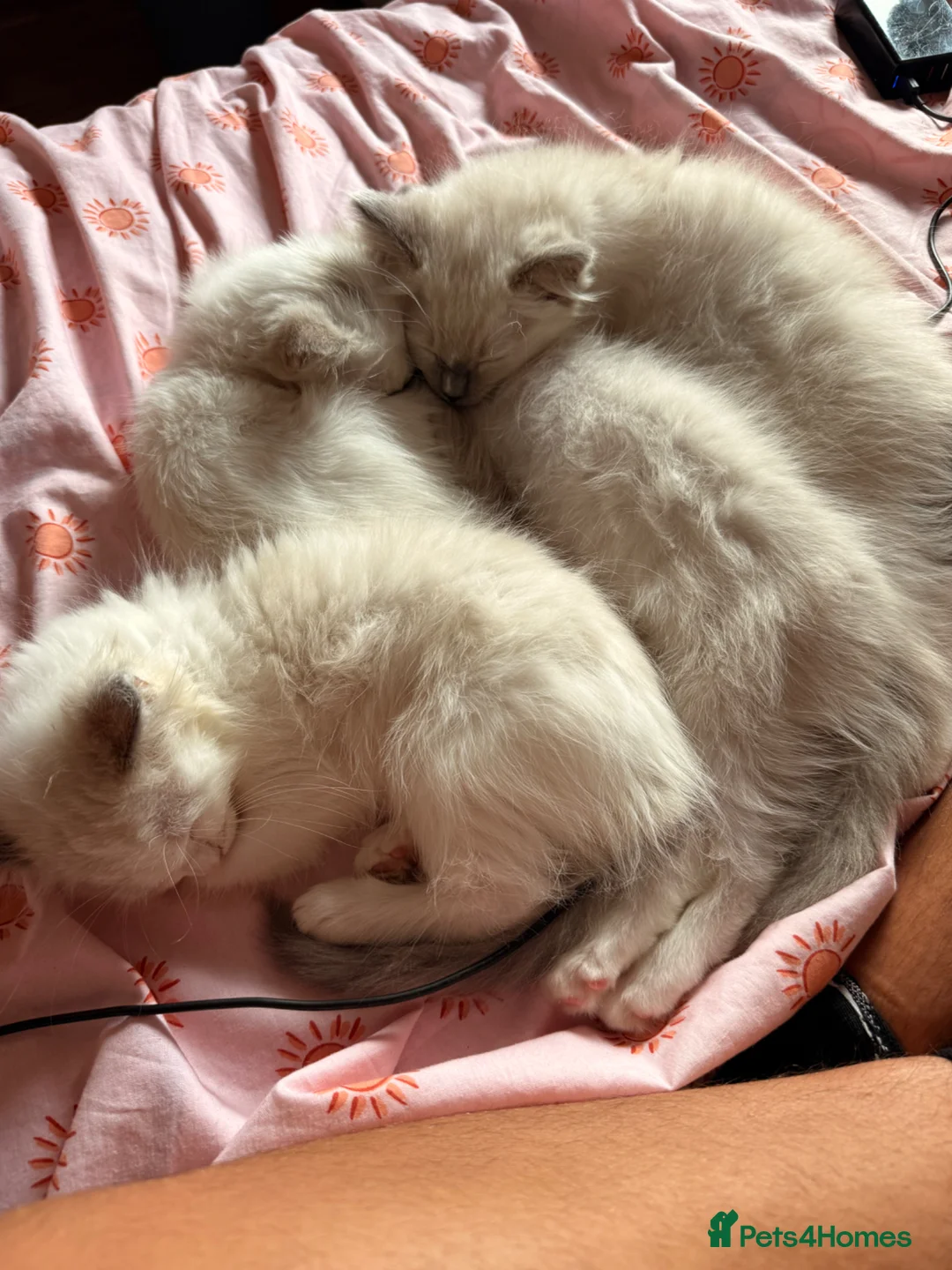 Ragdoll cats for sale: GCCF registered ragdoll kittens ready nxt weekend  in Dagenham - Advert 7