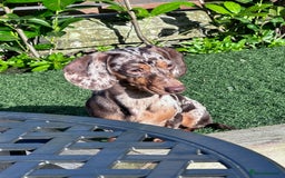 Mixed Breed dogs for sale: Missy and Prince - Advert 7