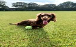 Miniature Dachshund dogs for sale: Family owned miniature longhaired dachshunds - Image 24