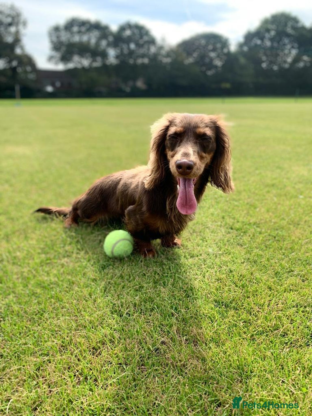 Miniature Dachshund dogs for sale: Family owned miniature longhaired dachshunds - Image 24