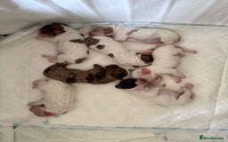 Cocker Spaniel dogs for sale: 2 Gorgeous male White+Lemon Cocker Spaniel Puppies - Image 4