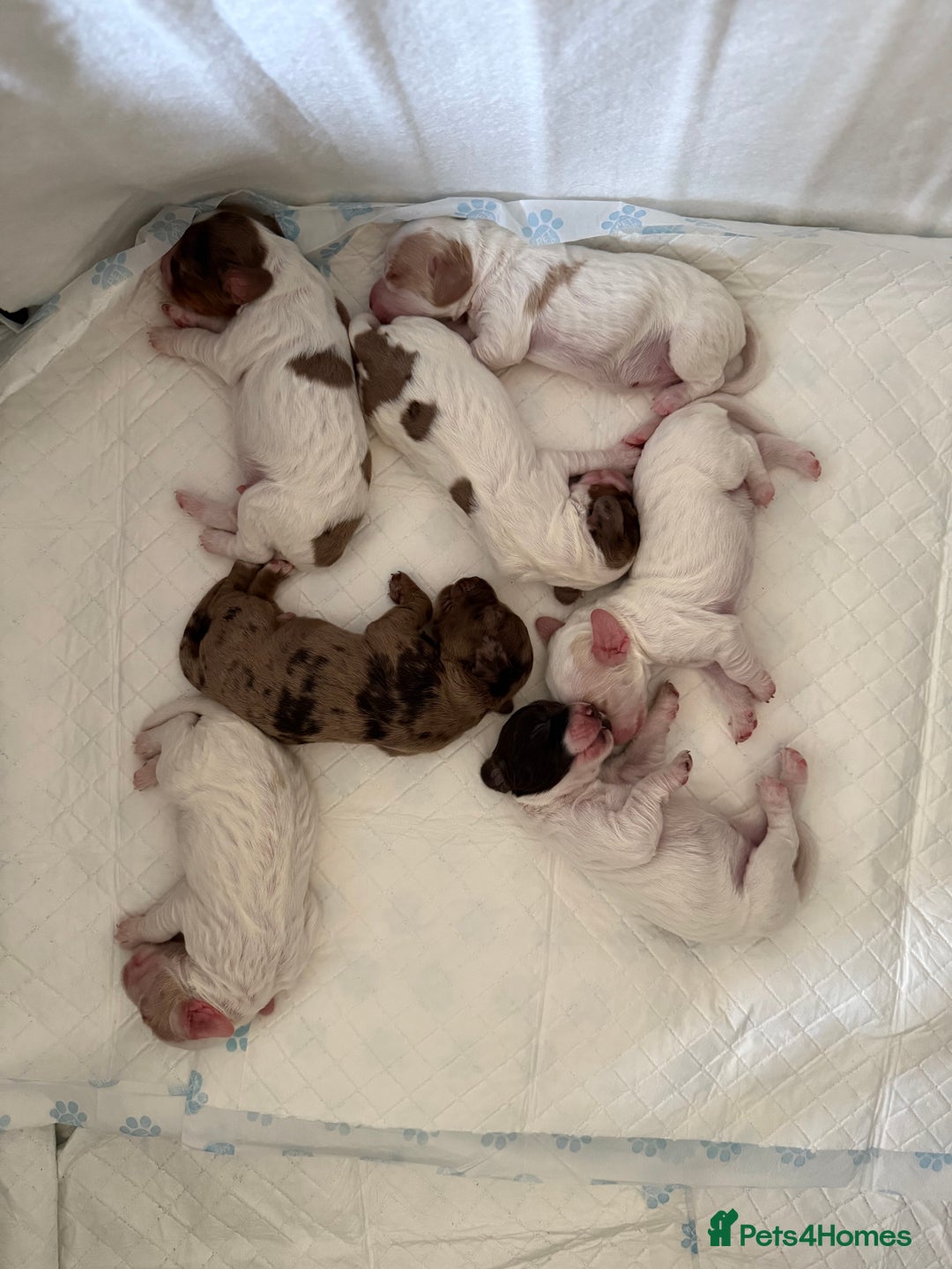 Cocker Spaniel dogs for sale: 2 Gorgeous male White+Lemon Cocker Spaniel Puppies - Image 4