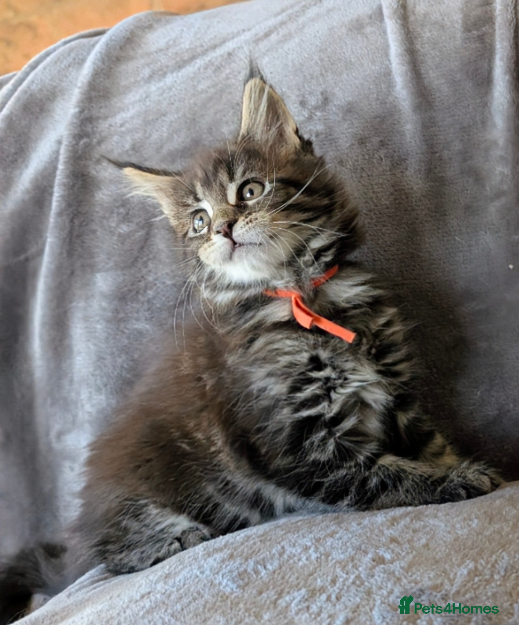 Maine Coon cats Chunky Maine Coons  - Advert 17