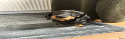 Dachshund dogs for sale: Wiredhaired dachshund  - Advert 2