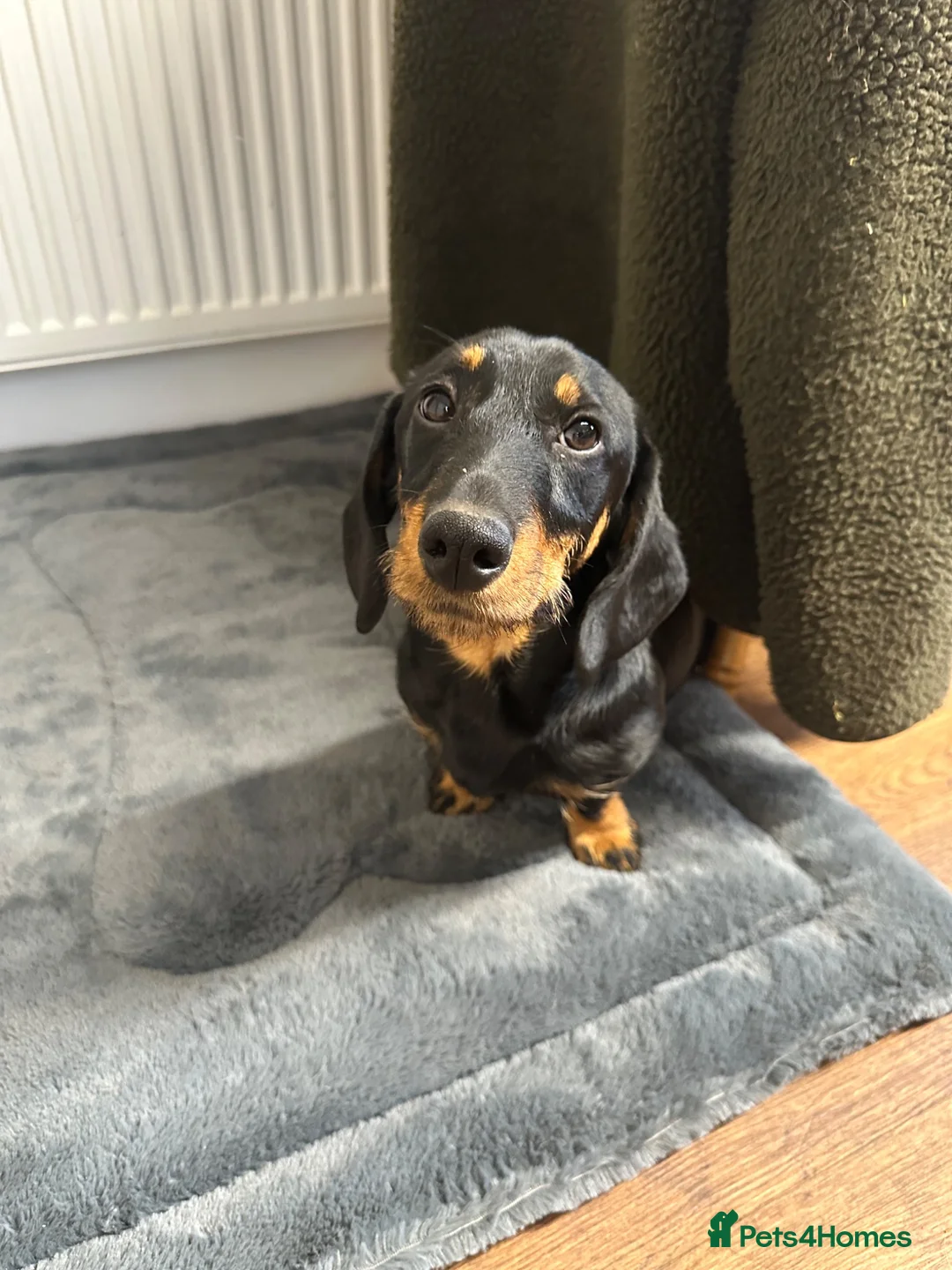 Dachshund dogs for sale: Wiredhaired dachshund  - Advert 2