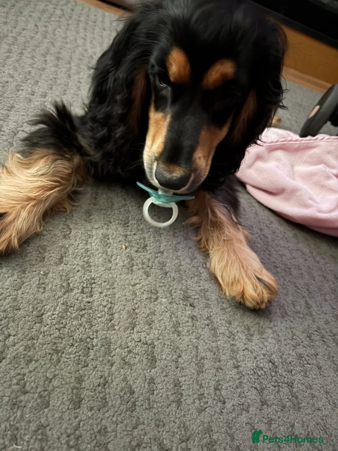 Cocker Spaniel dogs for sale: Cocker Spaniel  in Manchester - Advert 2