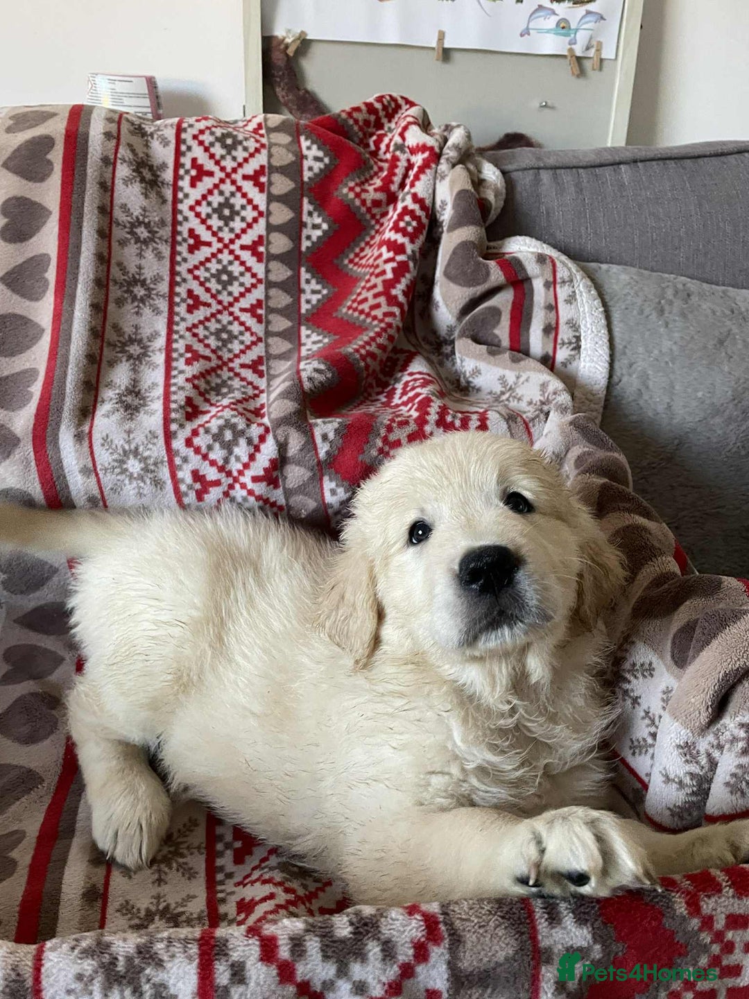 Golden Retriever dogs for sale: Beautiful Chunky golden retriever  - Advert 5