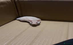 Hamster rodents for sale: Syrian hamster - Image 1