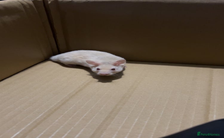 Hamster rodents - Advert 1