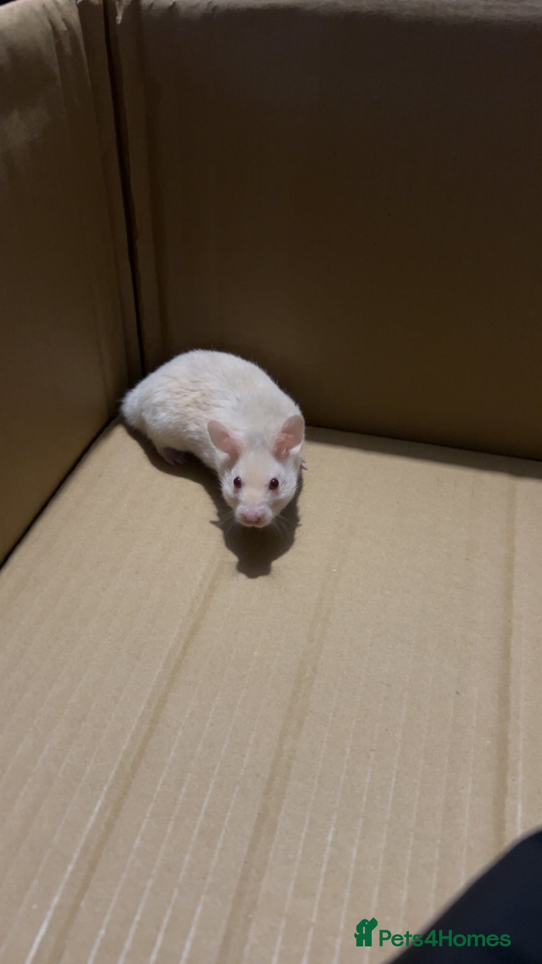 Hamster rodents for sale: Syrian hamster - Image 1