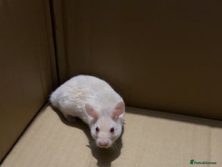 Hamster rodents - Advert 5