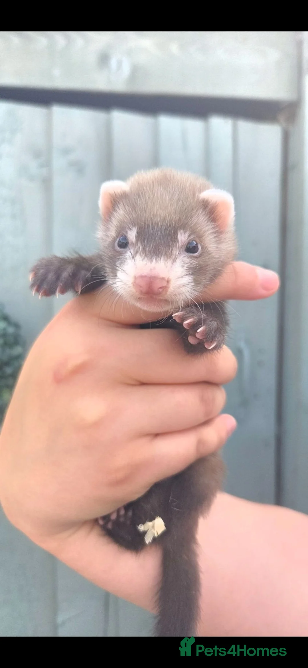 Ferret rodents for sale: Mixed ferrets - Advert 2