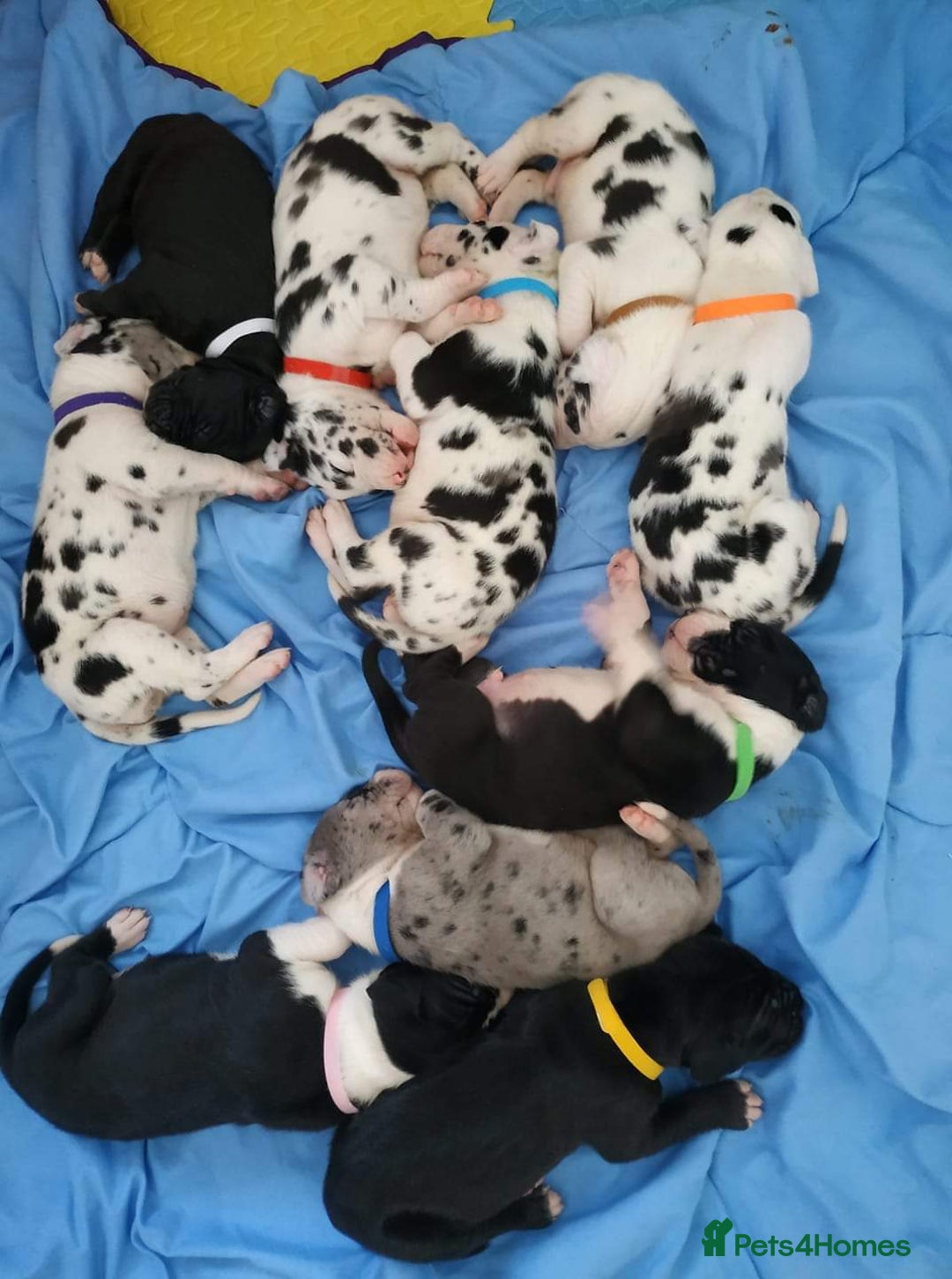 Great Dane dogs for stud: OPEN FOR STUD Stunning Apollo in Bathgate - Image 5