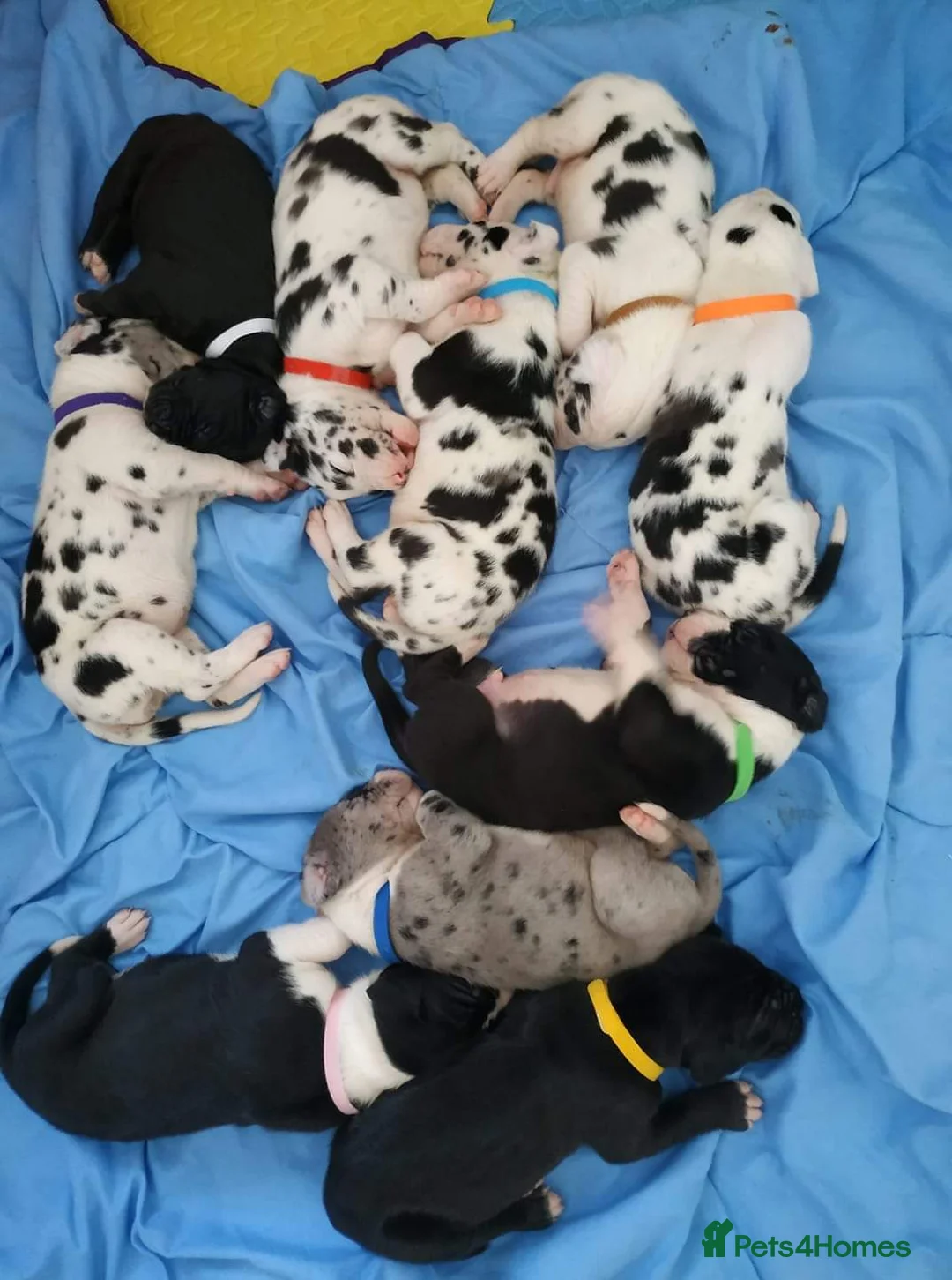 Great Dane dogs for stud: OPEN FOR STUD Stunning Apollo in Bathgate - Advert 5