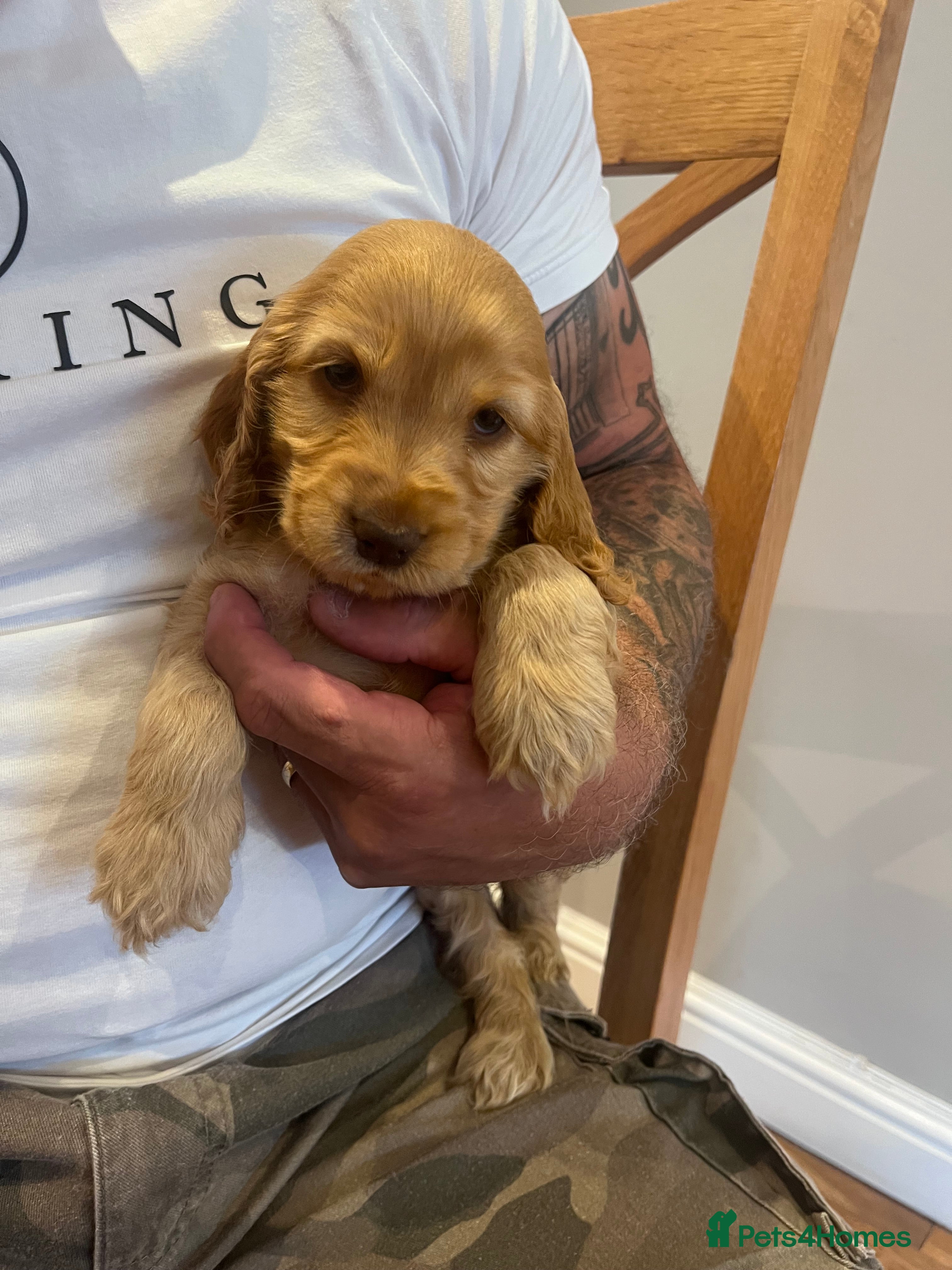 Cocker Spaniel dogs READY SOON 🐾 🩷 GOLD GIRL 🩵 CHOC SABLE BOY 🐾 - Advert 2