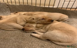 Labrador Retriever dogs for sale: Beautiful Labrador puppies for forever homes  - Image 5