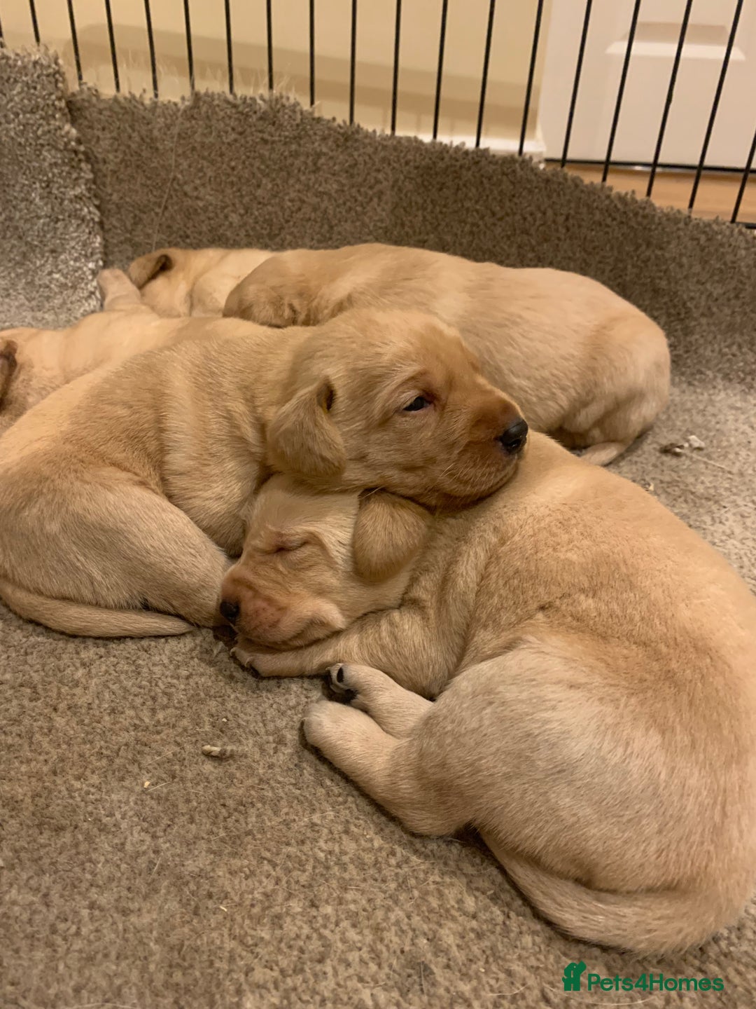 Labrador Retriever dogs for sale: Beautiful Labrador puppies for forever homes  - Image 5